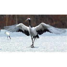 Red-crowned Crane Fur Animated Rigged model